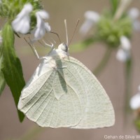 Catopsilia pyranthe Linnaeus, 1758